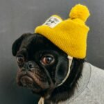 dog wearing shirt with hat