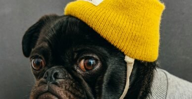 dog wearing shirt with hat